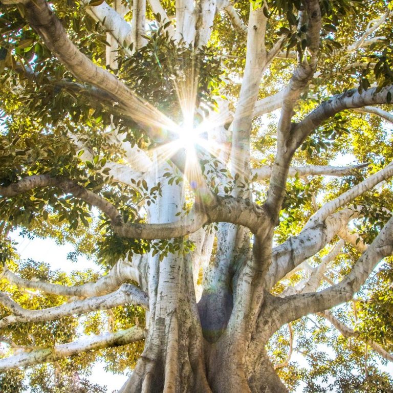 Energetische Therapie Ein großer Baum hat grüne Blätter. Die Sonne scheint durch die Blätter.