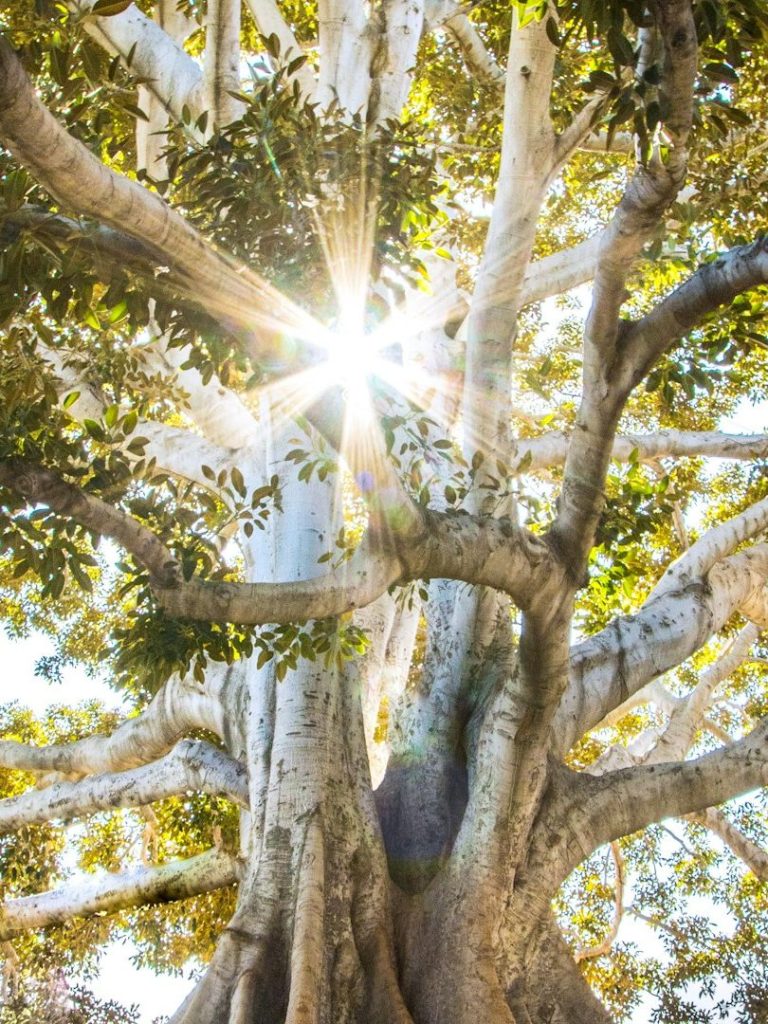 Ein großer Baum hat viele Äste. Die Sonne scheint durch die Blätter.